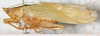 CollectionObject 1576557; 8d55a461-b6e6-477f-9612-240304d2ec3c: male, lateral view. (CollectionObject).