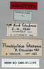 CollectionObject 1540552; bf69d74d-f788-49b3-97d6-af2483158d36: labels (holotype). (CollectionObject).