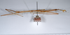 CollectionObject 1559025; f7d951c2-cb5f-48f5-9ad3-8b5196503370: copyright ANSP. male, lateral view (holotype). (CollectionObject).
