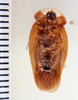 Phortioecoides guarani Rehn, 1937: Photo by Heidi Hopkins. ventral habitus. (Otu).