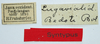 CollectionObject 1506080; 868e176e-0040-4d73-b126-f43828dbdcf1: labels (syntype). (CollectionObject).