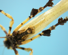 CollectionObject 1542816; DEES MZLQ-I0027, d25f5097-df9d-41ed-8fae-1f78c149fd8d: male, apex of the abdomen ventro-posterior view (holotype). (CollectionObject).