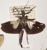 CollectionObject 1558261; 3aff3442-0e53-49ae-93de-908adbc14447: copyright OUMNH. female (holotype). (CollectionObject).