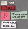Other: !! display not done !! on Orgerius rhyparus Stål, 1859: (Observation).