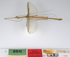 CollectionObject 1560350; 0c9c7ba4-142e-4ac1-99fd-aa4d7a9774fc: copyright ZMUH, Hamburg. male: lateral view of Sipyloidea normalis (plt). (CollectionObject).