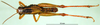 CollectionObject 1501640; 7ee2b2f3-de77-4ad0-93b5-0c765ec70aa0: male, dorsal view (syntype). (CollectionObject).