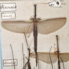 CollectionObject 1561079; 2f6eba8c-8e12-4014-b4df-547cc580bf36: copyright St. Petersburg. male of Pharnacia biceps (paralectotype). (CollectionObject).