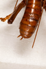CollectionObject 1531218; c1232a83-d9c3-4924-81ef-49dbdabae07e: female, dorsal view (lectotype). (CollectionObject).
