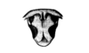 Intiacris nigroapiculatus Ronderos & Cigliano, 1989: Fig. 5. male, epiproct. (Otu).