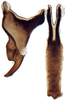 Connective: Opsius stactogalus, connective and stylus, ventrally (INHS). (Observation).