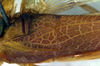CollectionObject 1500361; 589cfdb6-3f85-4423-abca-ca28dd9e4d76: mirror area, left tegmen (syntype). (CollectionObject).