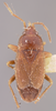 CollectionObject 1595291; b6139d45-b5f4-4e91-a792-e309cf16eb51: Cryphula abortiva HOLOTYPE (NMNH) - (CC BY-NC 3.0) - Photo by Pablo M. Dellapé with permission from the National Museum of Natural History (NMNH), Smithsonian Institution, Washington, D.C. (CollectionObject).