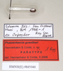 CollectionObject 1563681; 7e90f1ec-6ce5-46ac-907f-e9c288413e4d: copyright Natural History Museum, London. egg / data labels (paratype). (CollectionObject).;CollectionObject 1563682; 79e6268e-5a54-455c-a2cd-6d34daaf9310: copyright Natural History Museum, London. egg / data labels (paratype). (CollectionObject).
