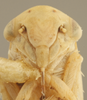 Head on Ceratagallia lupini Oman, 1939: Head/Face. (Observation).