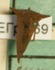 Habitus, dorsal view: !! display not done !! on Antianthe expansa (Germar, 1835): (Observation).