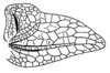 Callimenellus changi Gorochov & Voltshenkova, 2005: Fig. 47. male left tegmen. (Otu).