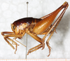 CollectionObject 1531294; fbe28d45-cd33-41f3-83e9-6911d6b896b3: male, lateral view (syntype). (CollectionObject).