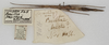CollectionObject 1560688; 1a2fa274-bb9e-48d6-aa7b-2629218d3300: copyright UMO. female, data labels of synonym Bacillus pasithoe (holotype). (CollectionObject).