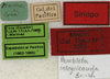 CollectionObject 1535913; d117365e-5930-4cff-9473-f18bc9f99a9f: labels (syntype). (CollectionObject).