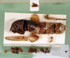 CollectionObject 1500222; f89860f0-93b4-47f8-8983-793a677cceff: male, disintegrated (syntype). (CollectionObject).