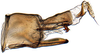 Pygofer, lateral view: Varta rubrofasciata, male pygofer, laterally (INHS). (Observation).