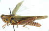 Anapropacris elegantula (Bolívar, 1908): female, dorsal view. (Otu).