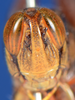 CollectionObject 1535732; 2d0bb64d-5ca3-4a65-b1fd-5a5b02c68a46: male, frontal view (syntype). (CollectionObject).