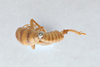 CollectionObject 2765498; CNCI 311953, ea7b39fe-c072-41a7-b5c9-eea394bb2db2: Ceuthophilus (Geotettix) alpinus. Dorsal view. (CollectionObject).