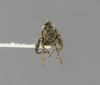CollectionObject 1523452; b911f957-2441-441a-abdb-03d2ec89ddf0: male, frontal view (holotype). (CollectionObject).