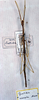 CollectionObject 1557926; 662667d0-6cf3-491d-8a5f-0317317af499: copyright MSNG. Gratidia excepta female (holotype). (CollectionObject).