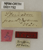 CollectionObject 1529816; b7cc16ac-40ad-4bfe-a389-68871929168b: labels (holotype). (CollectionObject).