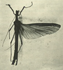 CollectionObject 1591183; e3d0d03a-5d4b-4821-a414-104278f3996d: female (holotype) From ORIGINAL PAPER. (CollectionObject).