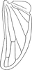 Hind wing on Eualebra smithii Baker, 1899: Hind wing. (Observation).