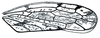 Forewing: !! display not done !! on Tropicanus DeLong, 1944: Tropicanus costomaculatus, forewing. (Observation).