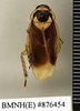 CollectionObject 1573070; 7da84b81-951b-40a2-a571-c74903e9fc9c: Copyright Natural History Museum, London. Non-type (adult male) in BM(NH). Dorsal view. (CollectionObject).
