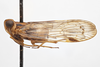 Habitus, lateral view on Cyclopoliarus omani (Metcalf, 1938): (Observation).