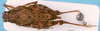 CollectionObject 1505047; c6436e5e-acd7-48f5-b765-43881126eddb, DORSA D003XF01: female, dorsal view (holotype). (CollectionObject).