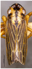 Habitus, dorsal view on Evacanthus uncinatus Li, 1989: (Observation).