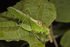 male stridulating. Depicts Tettigonia chinensis Willemse, 1933, an Otu.