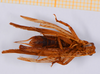 CollectionObject 1540494; c62d6514-f587-4966-a28e-a67e7aad28dd: male, ventral view (holotype). (CollectionObject).