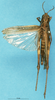 CollectionObject 1580241; b14ade31-359f-4638-93dd-b10ad014df79: female, dorsal view (paralectotype). (CollectionObject).