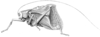 Corycoides abruptus (Krauss, 1890): Pl. XXX, Fig. 2. male habitus (pronotum length 10 mm, tegmina 34 mm, hind femora 25 mm). (Otu).