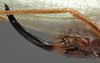 CollectionObject 1505706; 38a9e092-f963-4cf7-92c6-000b8bd4a275: female ovipositor (syntype). (CollectionObject).