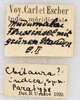 CollectionObject 1594290; c6d00e33-e93a-48b2-9a46-d0b74cd12515: labels (paratype). (CollectionObject).