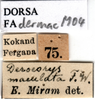 CollectionObject 1505443; 9652b885-87fe-49a8-aec0-622465b7f30f: labels (Dericorys maculata). (CollectionObject).