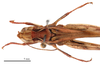 CollectionObject 1578314; f3606774-06a4-4bfe-a5ab-c85220dbabc2: female head and pronotum, dorsal view (holotype of Chorthippus hirtus mongolicus Steinmann, 1967). (CollectionObject).