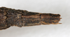CollectionObject 1559358; NMW 619, bc39e88c-1d19-45d3-9856-09f1ab52c63f: copyright NMW, Vienna. female: end of abdomen, dorsal view (holotype). (CollectionObject).