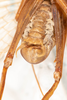 CollectionObject 1531235; e6fad094-bd9a-4131-831a-a5e489ace390: male, ventral view (holotype). (CollectionObject).