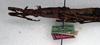 CollectionObject 1562367; NMW 241, 8a2be2e5-1ebe-4b1c-9056-d28ea6c97808: copyright NMW, Vienna. female: head and thorax, lateral view (syntype). (CollectionObject).