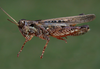 Baeacris pseudopunctulata (Ronderos, 1964): Argentina, Buenos Aires, Benito Juarez. male, lateral view. (Otu).